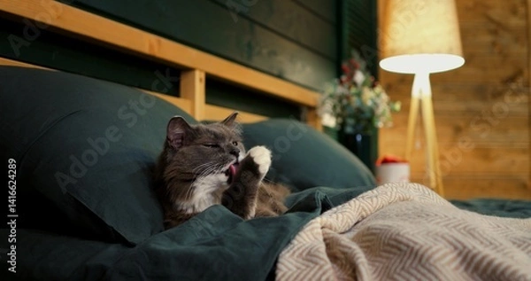 Fototapeta Beautiful grey cat with white chest fur resting comfortably on a green bed, enjoying the warm ambiance of room with soft lighting and wooden shelf in the background. Cozy place to relax, pets concept