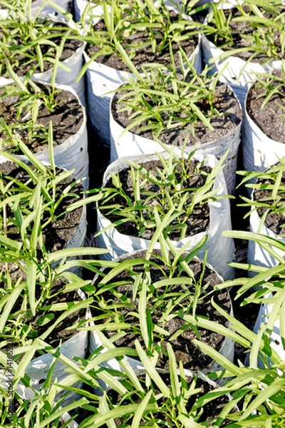 Obraz  Chinse moring glory fram