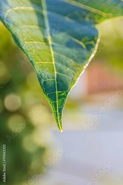 Obraz Leaf wet