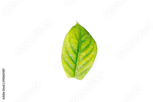 Obraz The leaf green isolate