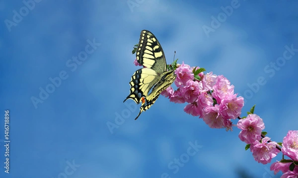 Fototapeta colorful swallowtail butterfly on sakura blossom against blue sky. copy space