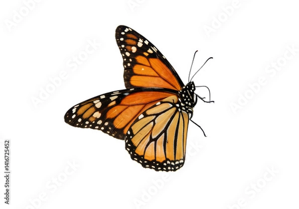 Fototapeta Isolated Monarch Butterfly with Ornate Wing Pattern