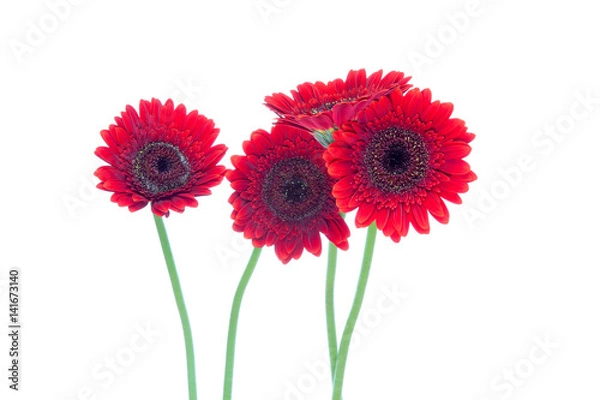 Fototapeta ガーベラ