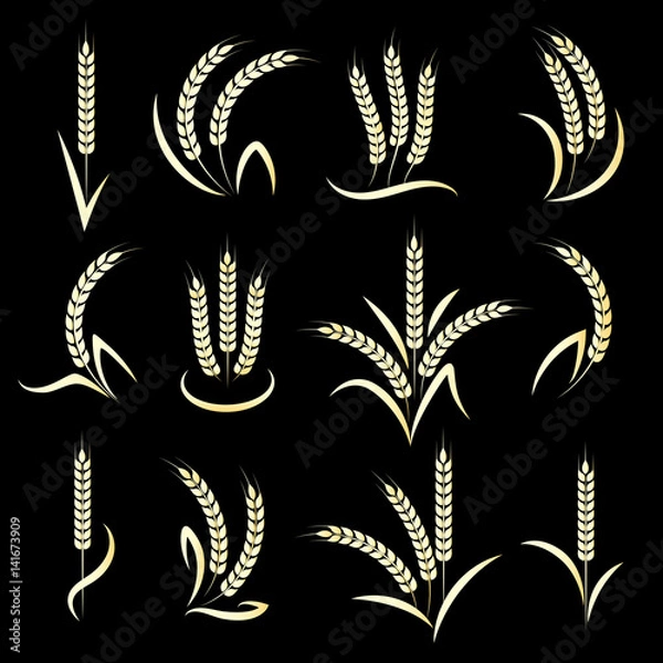 Fototapeta Golden wheat or barley ears branch on black background. Vector illustration