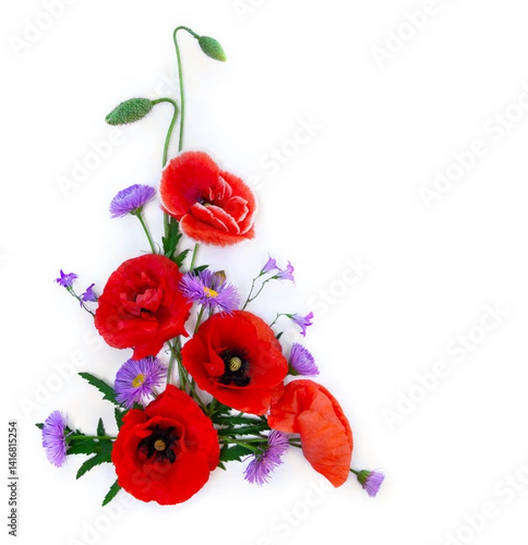 Fototapeta Flowers red poppies ( corn poppy, corn rose, field poppy ), violet flowers cornflower on a white background with space for text. Top view, flat lay