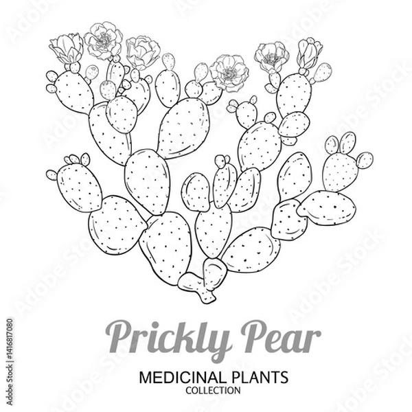 Fototapeta Prickly Pear Cactus with Flowers, Fruits Outline Illustration. Essential oil ingredient for cosmetics, spa, aromatherapy, health care, alternative medicine. Vector isolated for design or decoration.