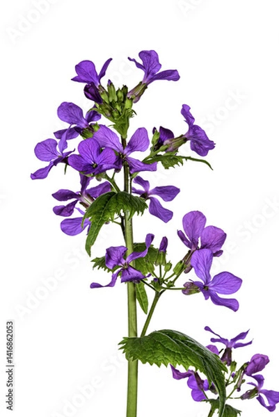 Fototapeta Garden lilac