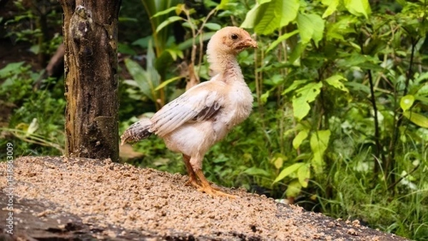 Fototapeta A young chicken standing on a feeding platform