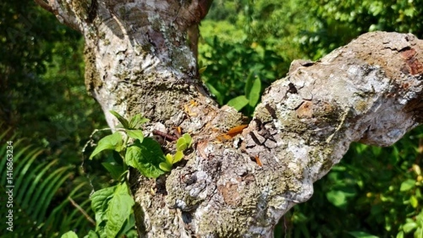 Fototapeta Detailed view of tree bark with fresh green leaves.