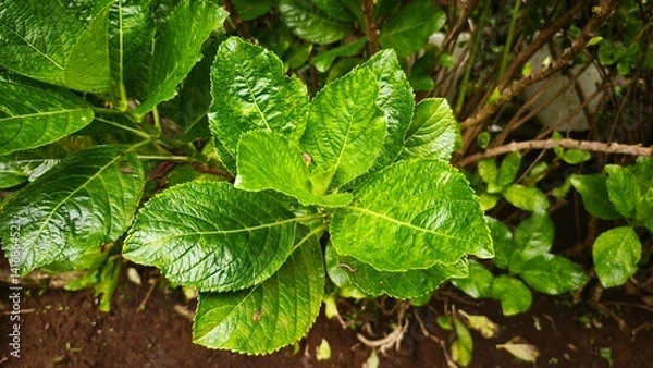 Fototapeta Close-up of fresh green leaves in a garden setting