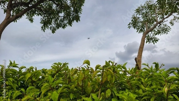 Fototapeta Green foliage with trees under a cloudy sky