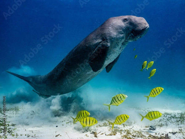Fototapeta Swimming manatee and colorful fish in crystal clear ocean waters underwater scene marine environment serene viewpoint aquatic life concept. Dugong watching in Coron, Palawan, Philippines. 