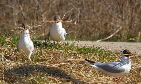 Fototapeta Black-headed gulls (Chroicocephalus ridibundus) with nesting material in beak