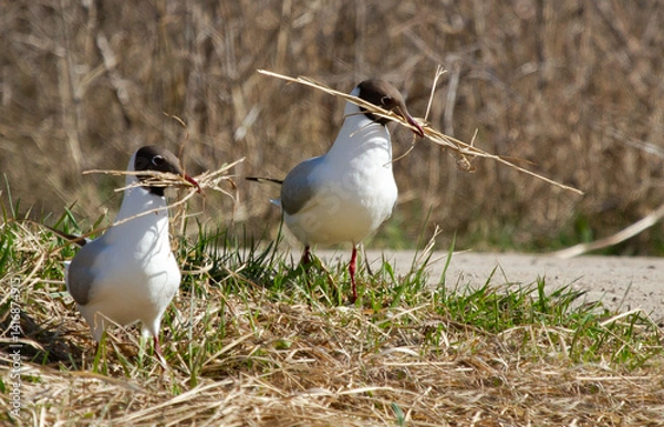 Fototapeta Black-headed gulls (Chroicocephalus ridibundus) with nesting material in beak