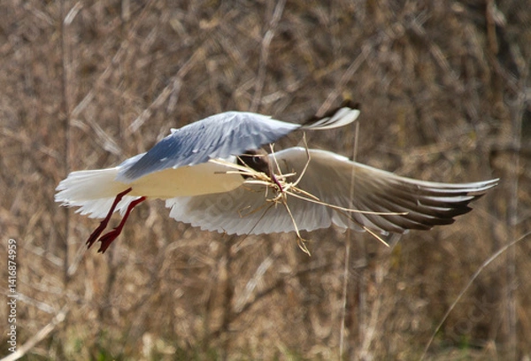 Fototapeta Black-headed gulls (Chroicocephalus ridibundus) with nesting material in flight