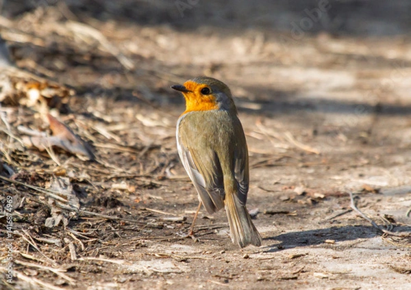 Fototapeta European Robin (Erithacus rubecula) on the ground in forest