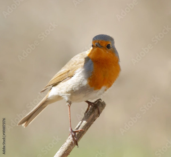 Fototapeta European Robin (Erithacus rubecula) sits on the branch