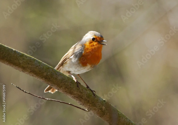 Fototapeta European Robin (Erithacus rubecula) sits on the branch