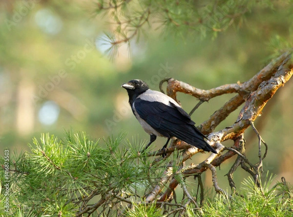 Fototapeta Hooded crow (Corvus cornix) on the branch of pine tree
