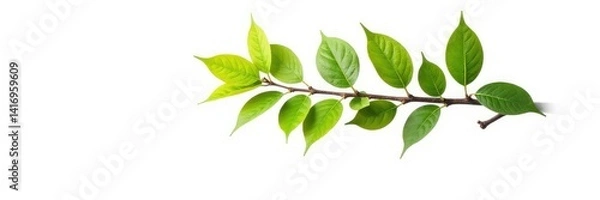 Fototapeta Single tree branch isolated on white background, isolated, tree