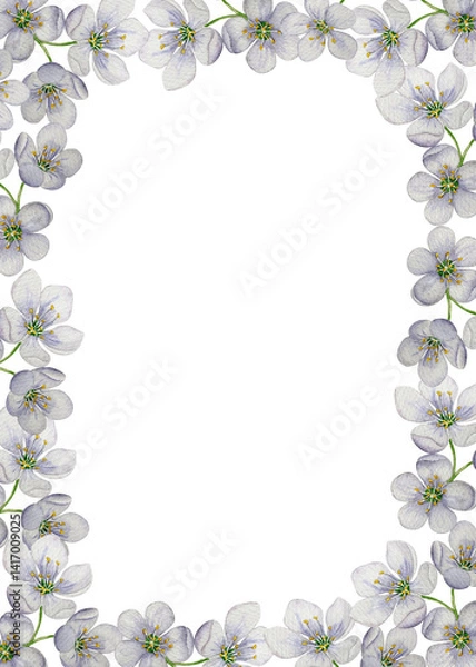 Obraz Frame of cherry blossoms. Watercolor illustration. White background. For design, backgrounds