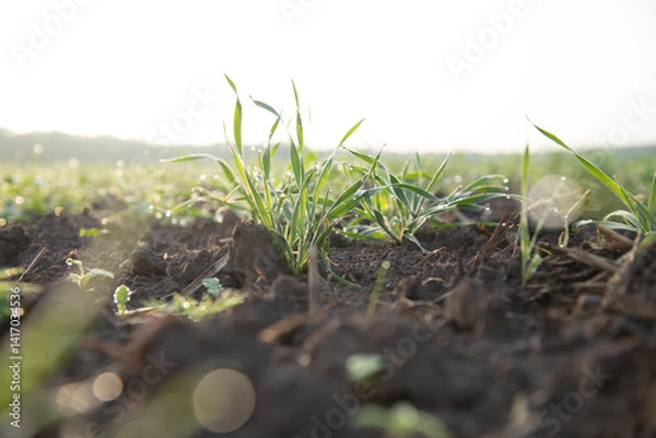 Obraz green grass growing in soil