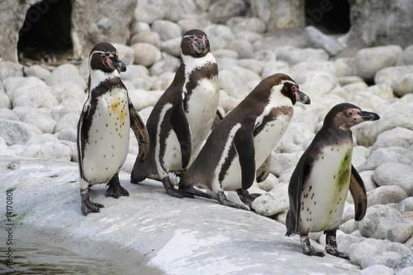 Obraz Der Pinguin 21