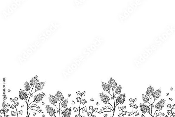 Fototapeta Vector banner with Buckwheat plant sketch for text. Hand drawn engraved background with buckwheat branch, seeds, fruits. Design card for grain harvest, agriculture, food, carbohydrate, porridge, tea