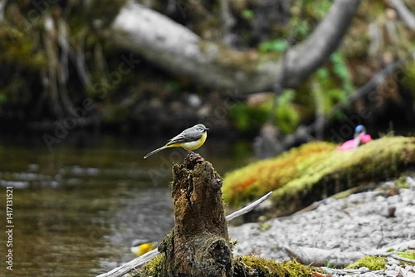 Fototapeta 木に止まるキセキレイ