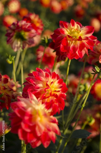 Fototapeta 世羅のダリア