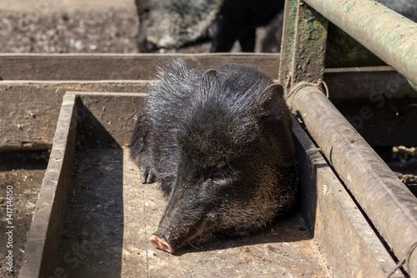 Fototapeta Sleeping pig  the Collared Peccary