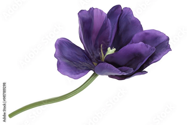 Fototapeta Single purple flower with delicate petals and a slender green stem against a white background.