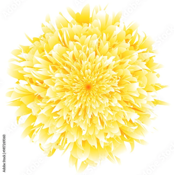 Obraz yellow chrysanthemum flower