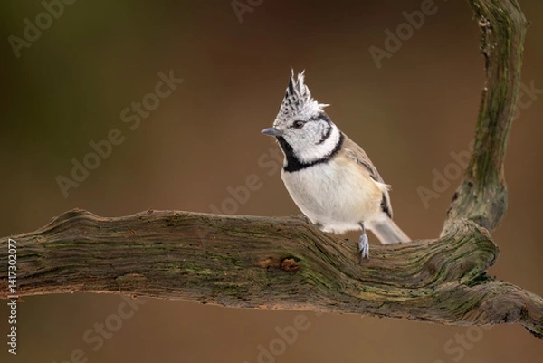 Obraz Close-up of a European crested tit (Lophophanes cristatus) sitting on a branch with blurred background, emphasizing the details of bird. Natural light, winter photo. 