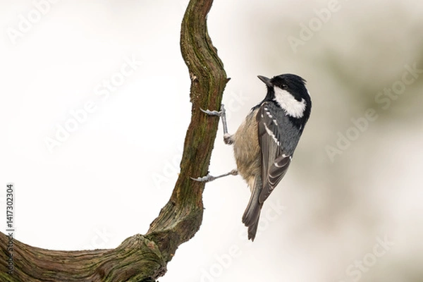 Obraz Close-up of a coal tit (Periparus ater) sitting on a branch with blurred background, emphasizing the details of bird. Natural light, winter photo. 
