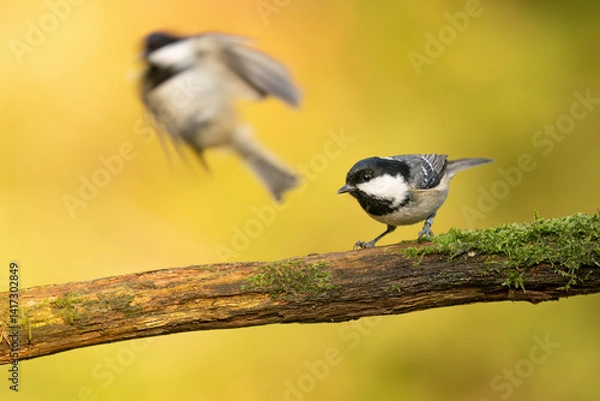 Obraz Close-up of a coal tit (Periparus ater) sitting on a branch with blurred background, emphasizing the details of bird. Natural light, winter photo. 