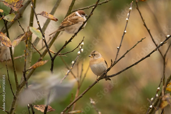 Obraz  Close-up of a Brambling (Fringilla montifringilla) sitting on a branch in snowy winter conditions. The background is blurred, emphasizing the details of bird. Natural light, autumn photo.