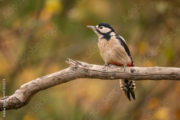 Obraz Close-up of a Great spotted woodpecker (Dendrocopos major) sitting on a branch with blurred background, emphasizing the details of bird. Natural light, winter photo. 