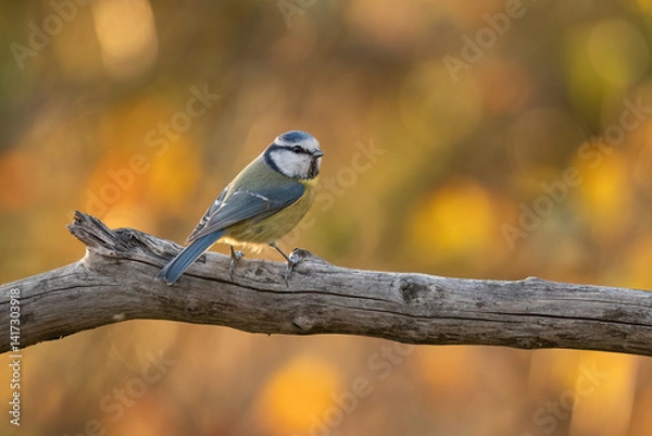Obraz Close-up of a Eurasian blue tit  (Cyanistes caeruleus) sitting on a branch in snowy winter conditions. The background is blurred, emphasizing the details of bird. Natural light, winter photo. 
