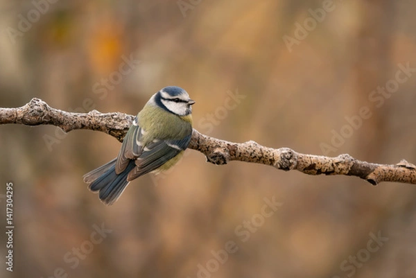 Obraz Close-up of a Eurasian blue tit  (Cyanistes caeruleus) sitting on a branch in snowy winter conditions. The background is blurred, emphasizing the details of bird. Natural light, winter photo. 