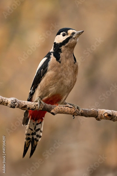 Obraz Close-up of a Great spotted woodpecker (Dendrocopos major) sitting on a branch with blurred background, emphasizing the details of bird. Natural light, winter photo. 