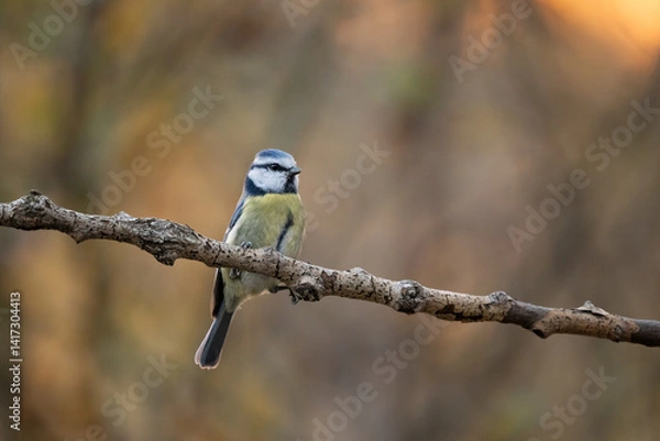 Obraz Close-up of a Eurasian blue tit  (Cyanistes caeruleus) sitting on a branch in snowy winter conditions. The background is blurred, emphasizing the details of bird. Natural light, winter photo. 