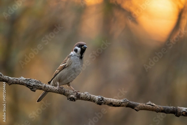 Obraz Close-up of a sparrow (Passer montanus) sitting on a branch with blurred background, emphasizing the details of bird. Natural light.