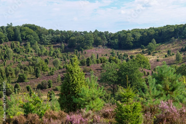 Obraz Lüneburger Heide
