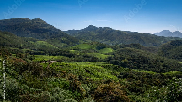 Fototapeta Tea plantations Kerala, India. Beautiful tea gardens surrounded by Mountains is a tourist place in South India,