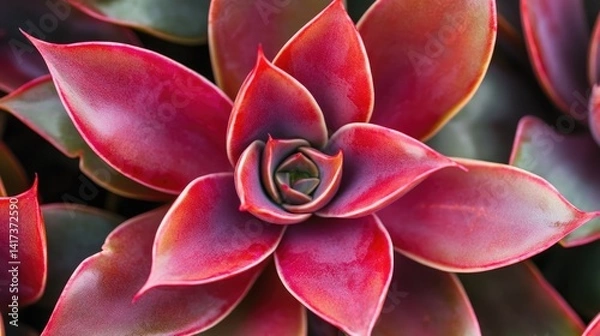 Fototapeta Close-up of a Red Succulent
