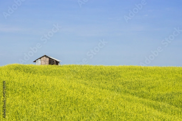 Fototapeta Hut in paddy field is beautiful views.