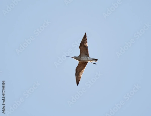 Obraz Eurasian curlew (Numenius arquata) flying in the sky in spring.	
