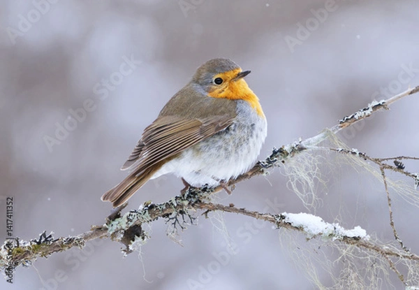 Obraz European robin (erithacus rubecula) in snowfall sitting on a branch in early spring.	
