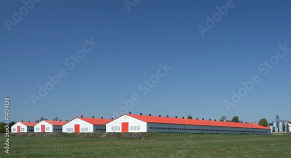 Obraz Poultry farm